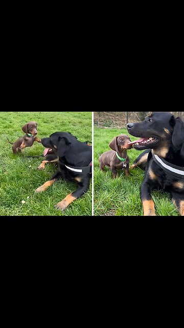 Fearless Puppy Trying To Befriend A Large Dog