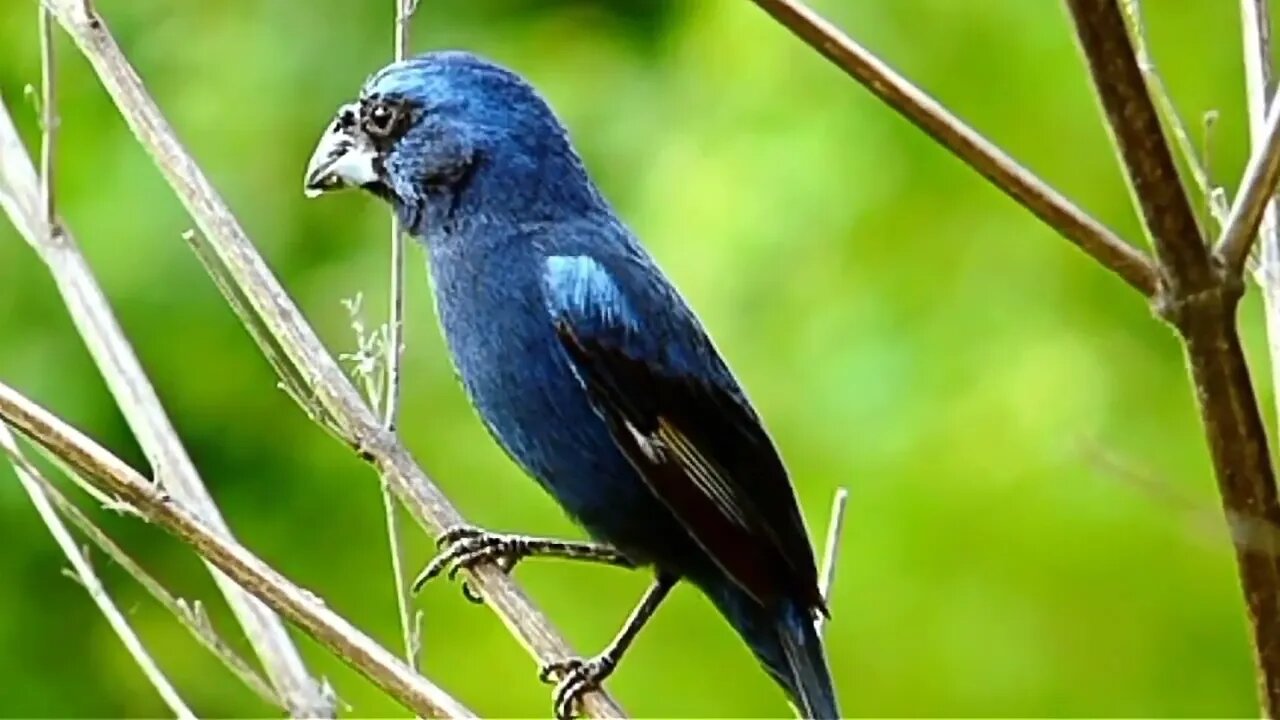 azulão cantando vinte vinte para encarte