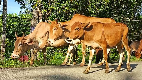 The sound and music of a herd of funny cows and Con bo when the shepherd returns to the stable