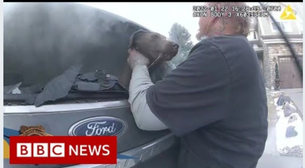 Dog rescued from car fire in Colorado, US - BBC News