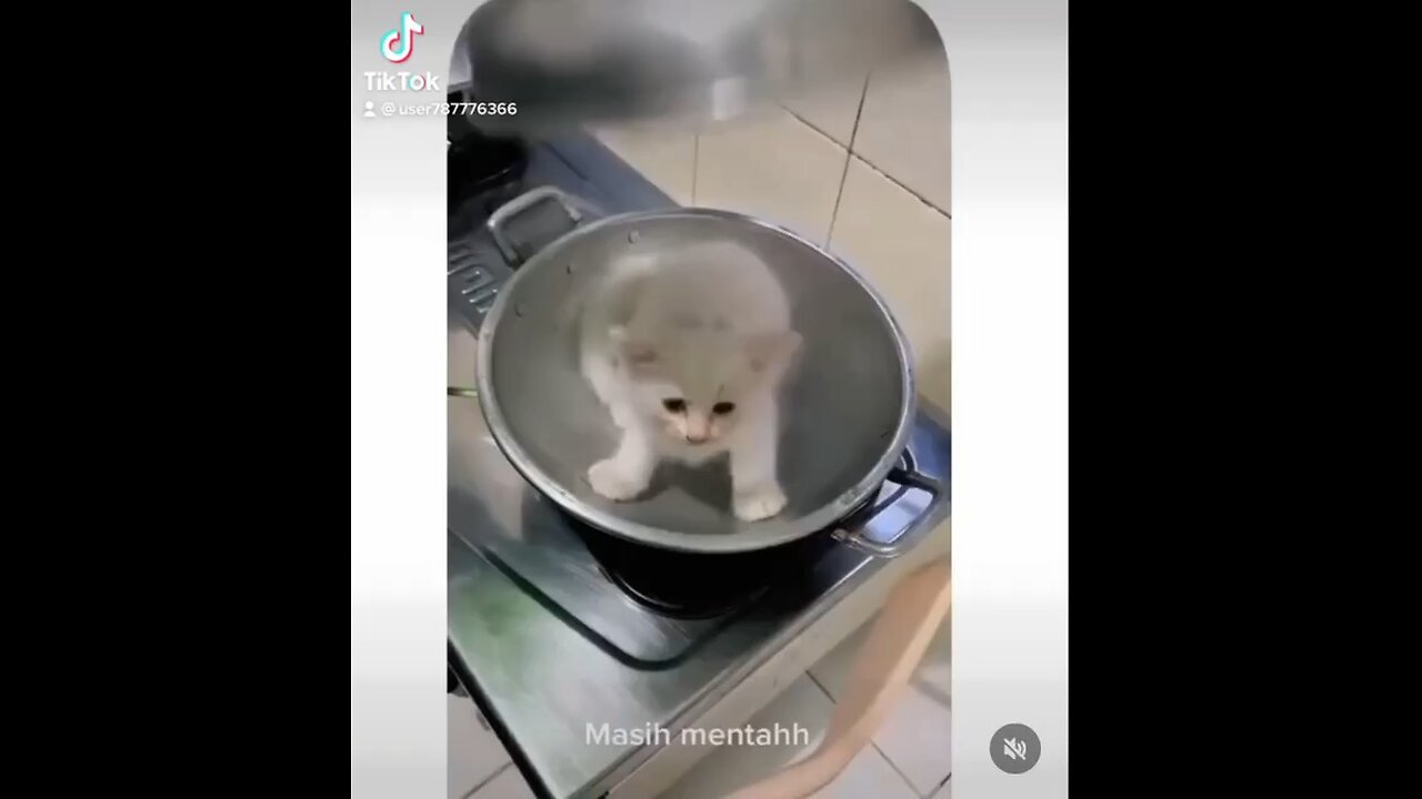 Cat eating 😁