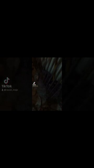 Half Life Alyx VR Ant Lions Zombies & Combine Overwatch Soldiers TikTok Virtual Reality Gaming Clips