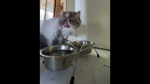 #asmr #cat #eating Asmr cat eating exotic shorthair