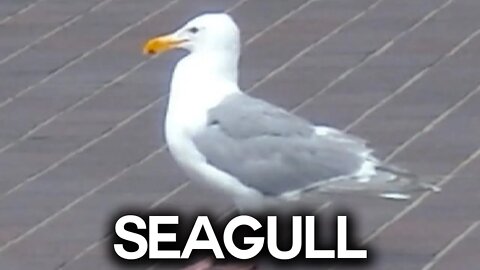 Seagull