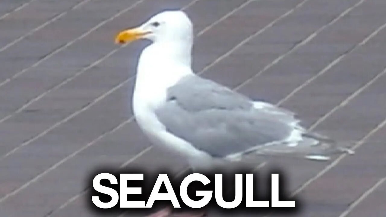 Seagull