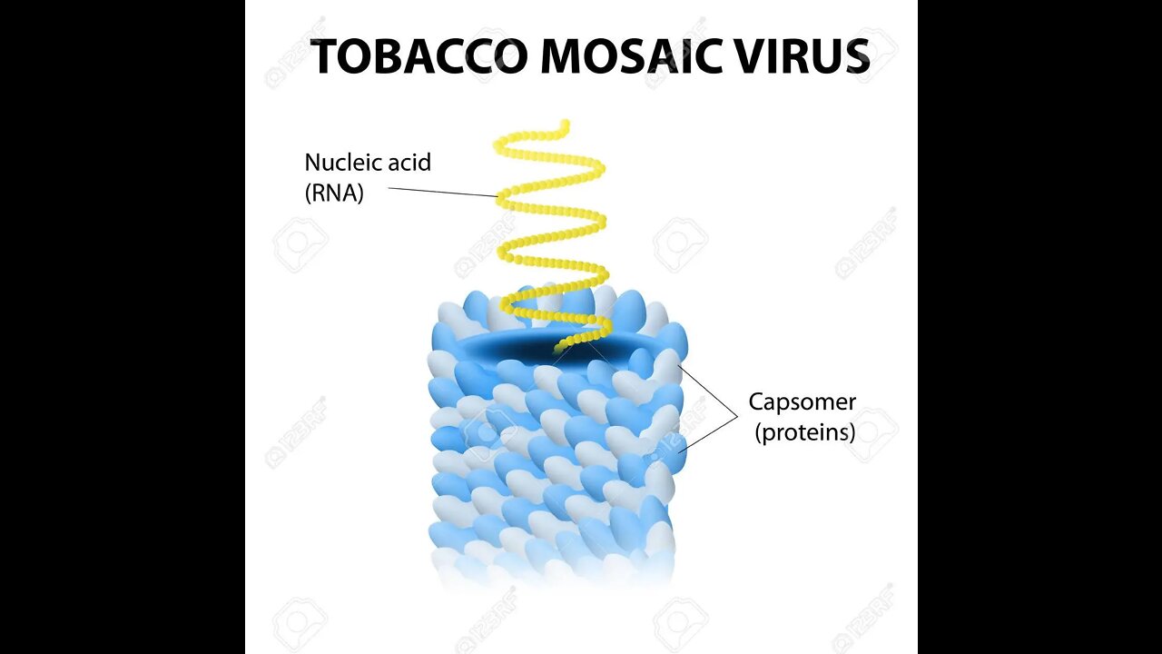 IL VIRUS DEL MOSAICO DEL TABACCO - L'INIZIO E LA FINE DELLA VIROLOGIA