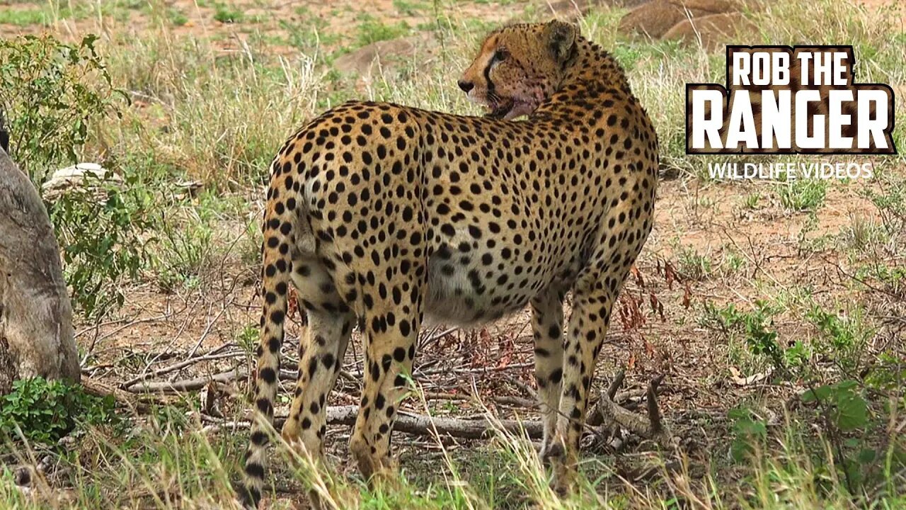 Well Fed Cheetah | Kruger National Park, South Africa