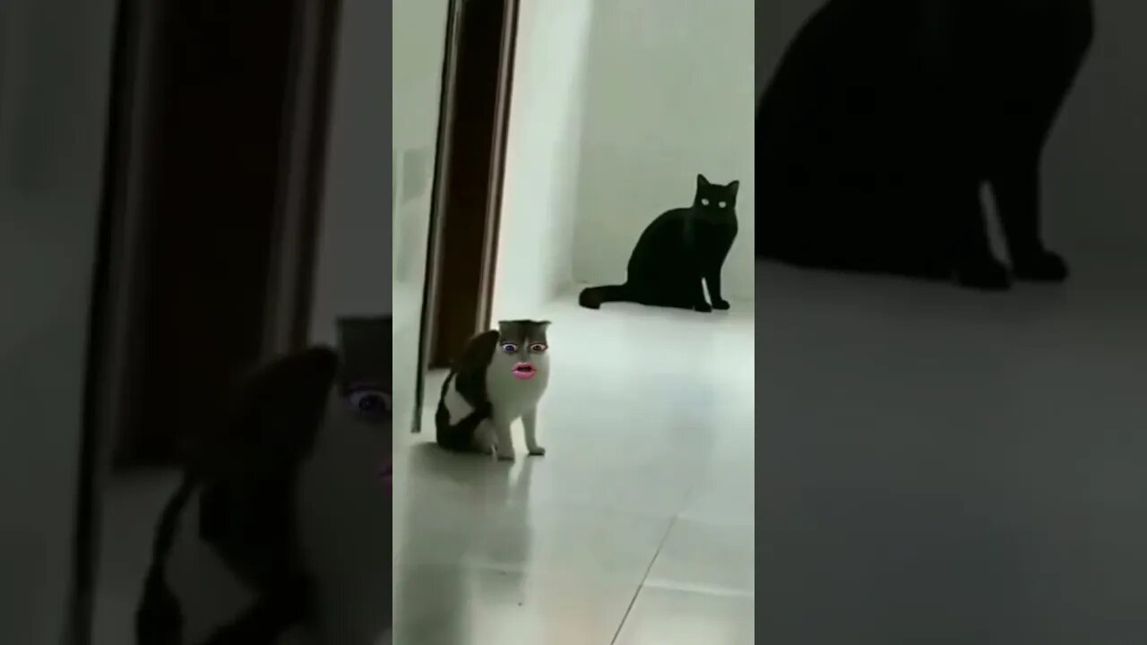 Gatonildes