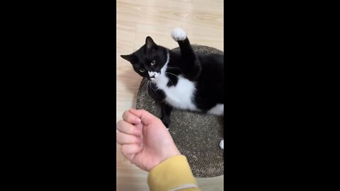 The cat hates the smell of toothpaste on its owner's hand