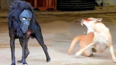 Funniest Animals | Funny Dog And Cat | Funny Animals Video