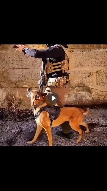 Police and military K9s are impressive.