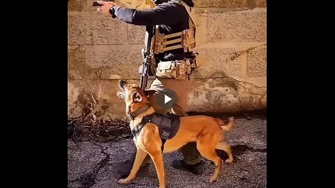 Police and military K9s are impressive.