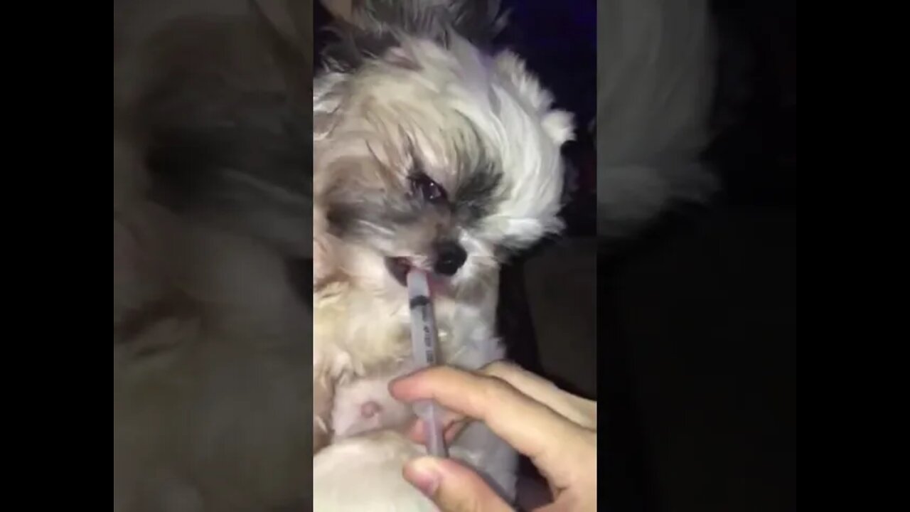 Cutest Shih Tzu Drinking Vitamins, Shih Tzu Drinking Meds