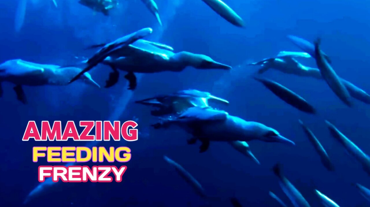 Amazing Feeding Frenzy | Sardine Feeding Frenzy With Gannets ,Sharks And More |