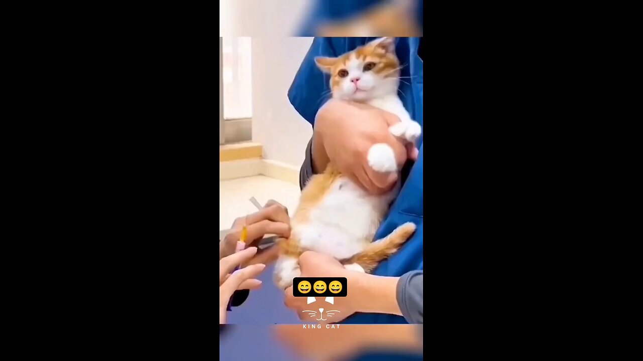 funny Animal's video 😆