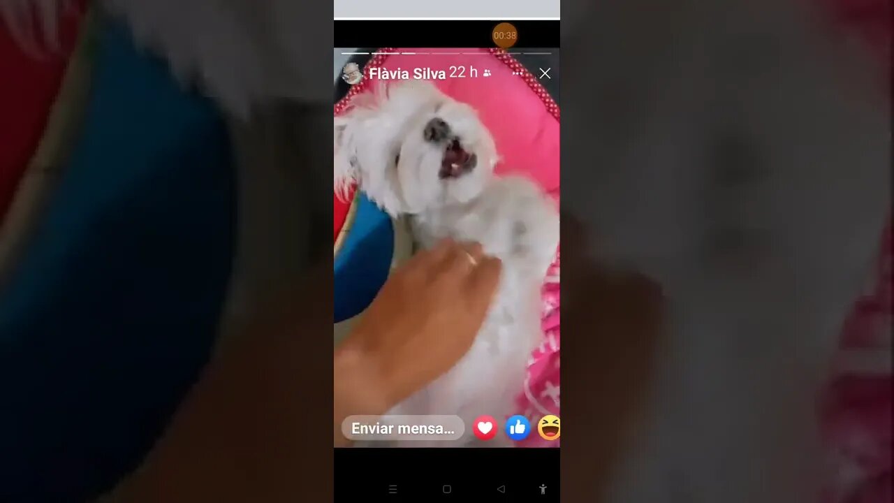 Cute Dog Going Sleep