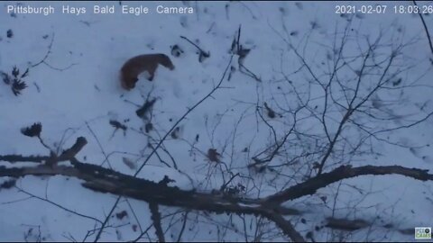 Hays Eagles Mom and Dad on woods limb Fox on Hillside 2021 02 07 6:01PM