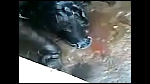 Strange Creature Caught On Video