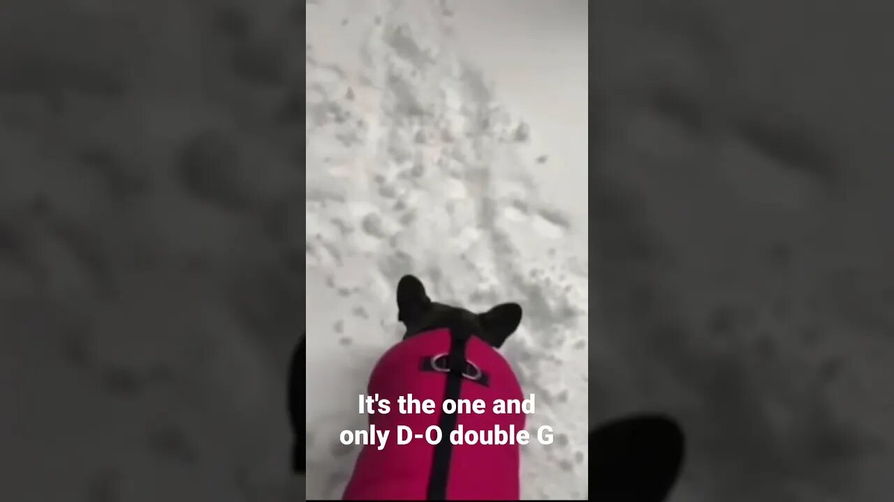 MEME is the one and only D-O double G #shorts