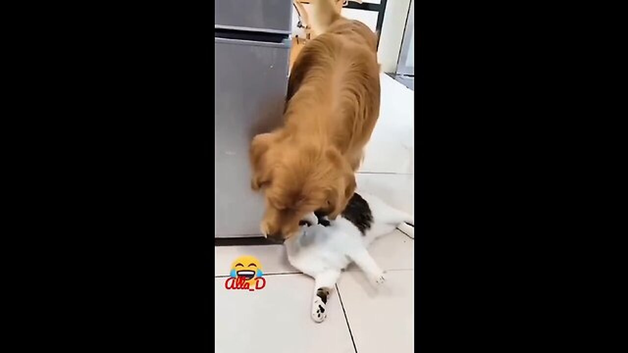 Unlikely Friendship: Astonishing Cat and Dog Duo! Short #shorts #funnymemes #syl_vester