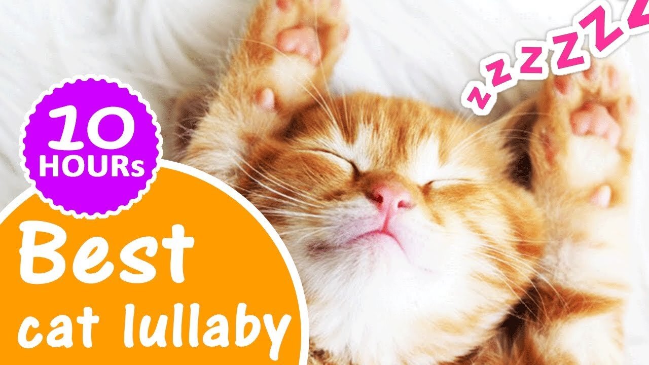 Cat lullabies 10 Hours ★ How to sleep a cat with a lullaby music