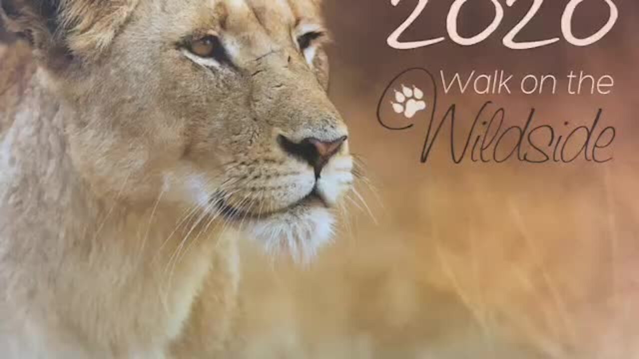 SOUTH AFRICA - Durban - 2020 Wildlife Calendar Launch (Video) (hUZ)