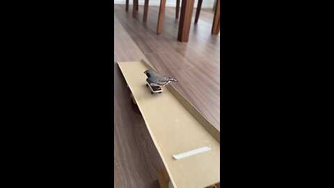 funny birds #viral #video #follow #trending #birds #viral #animal