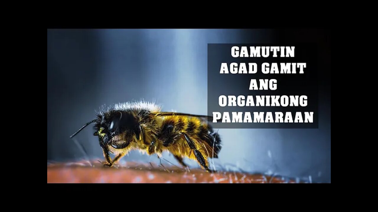 HALAMANG GAMOT PARA SA KAGAT NG INSEKTO | BEE STING