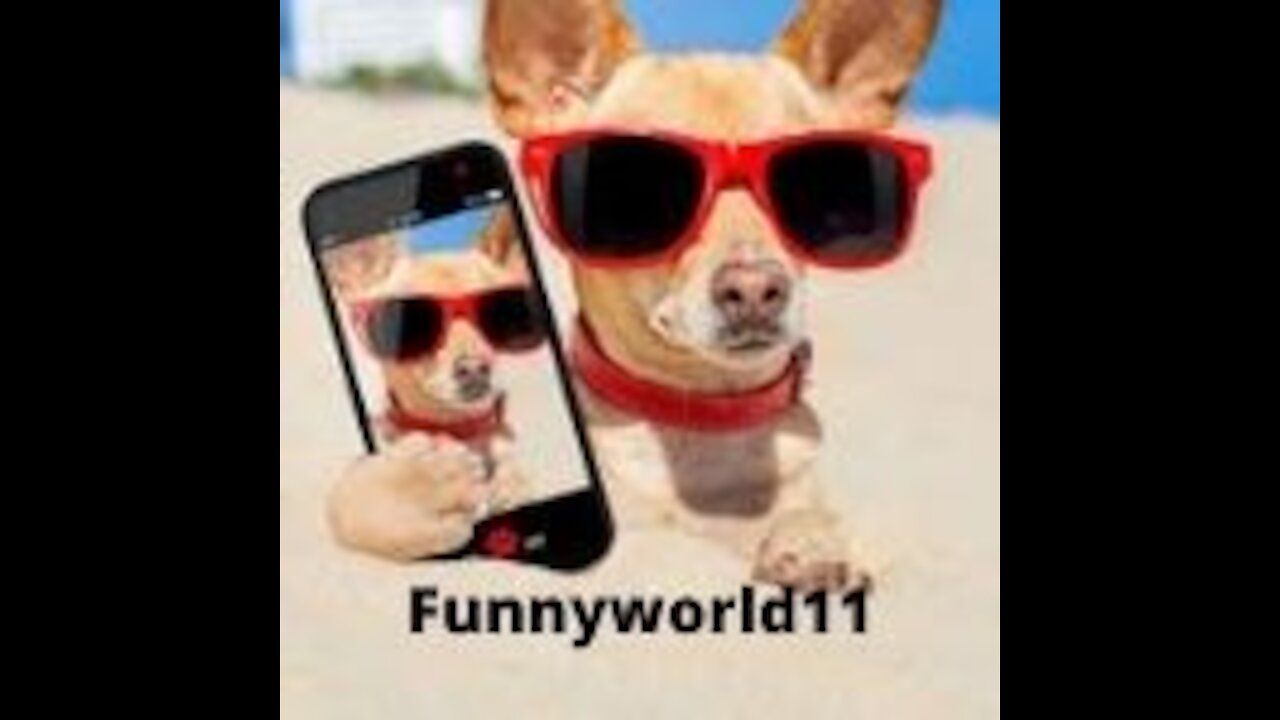 Aren't monkeys just the funniest?