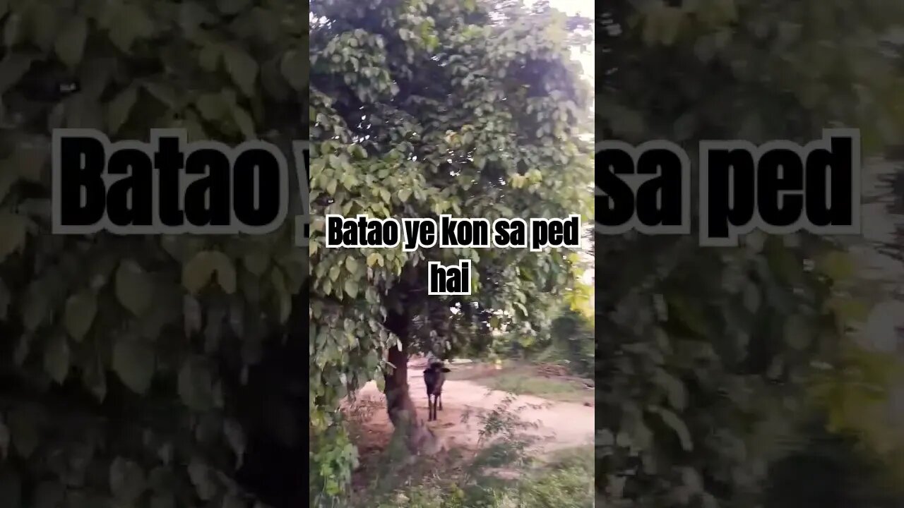the amazing tree did you know the name of tree #funny #thedialogue #shortvideos #comedy #viral #fact