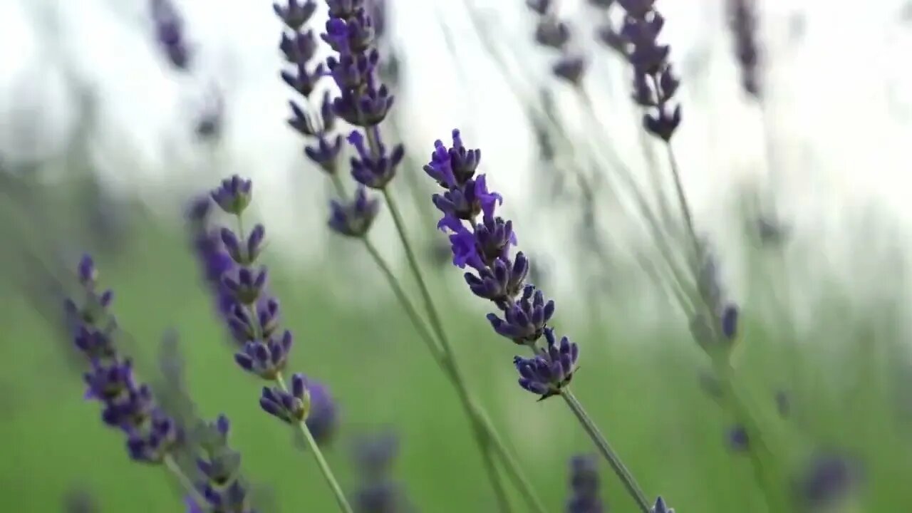 Lavender Wind