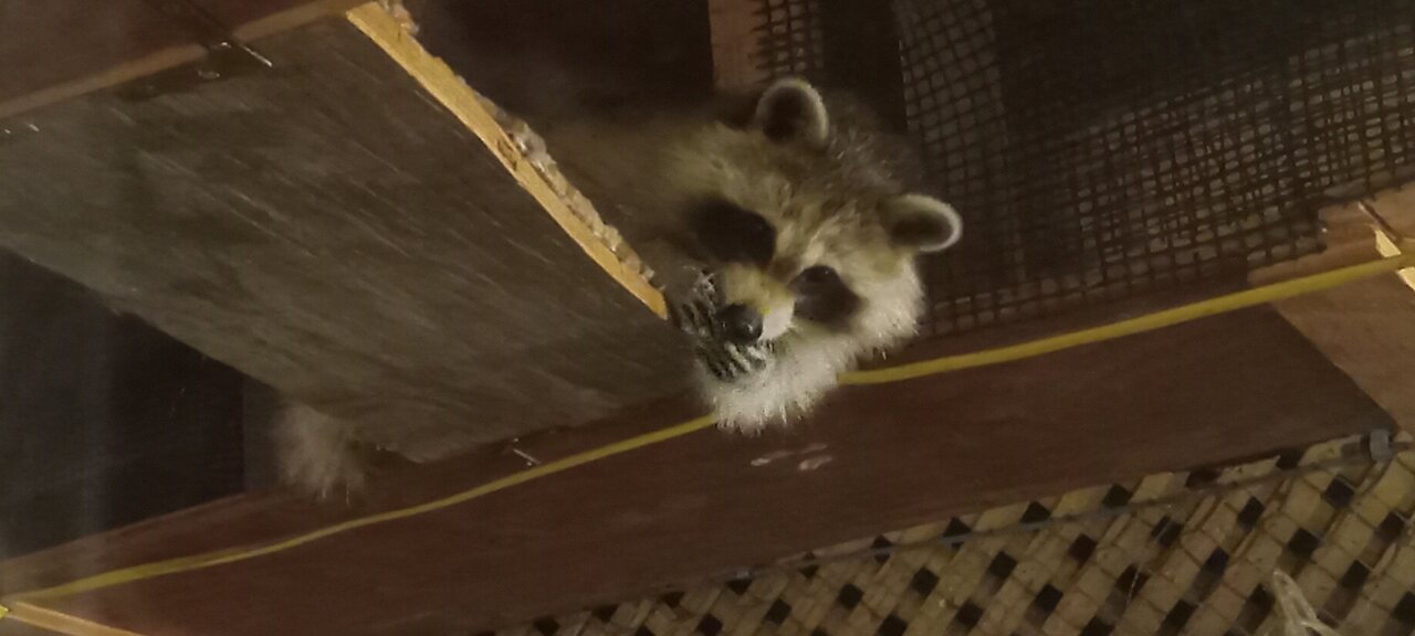 Baby Raccoon Cookie Thieves