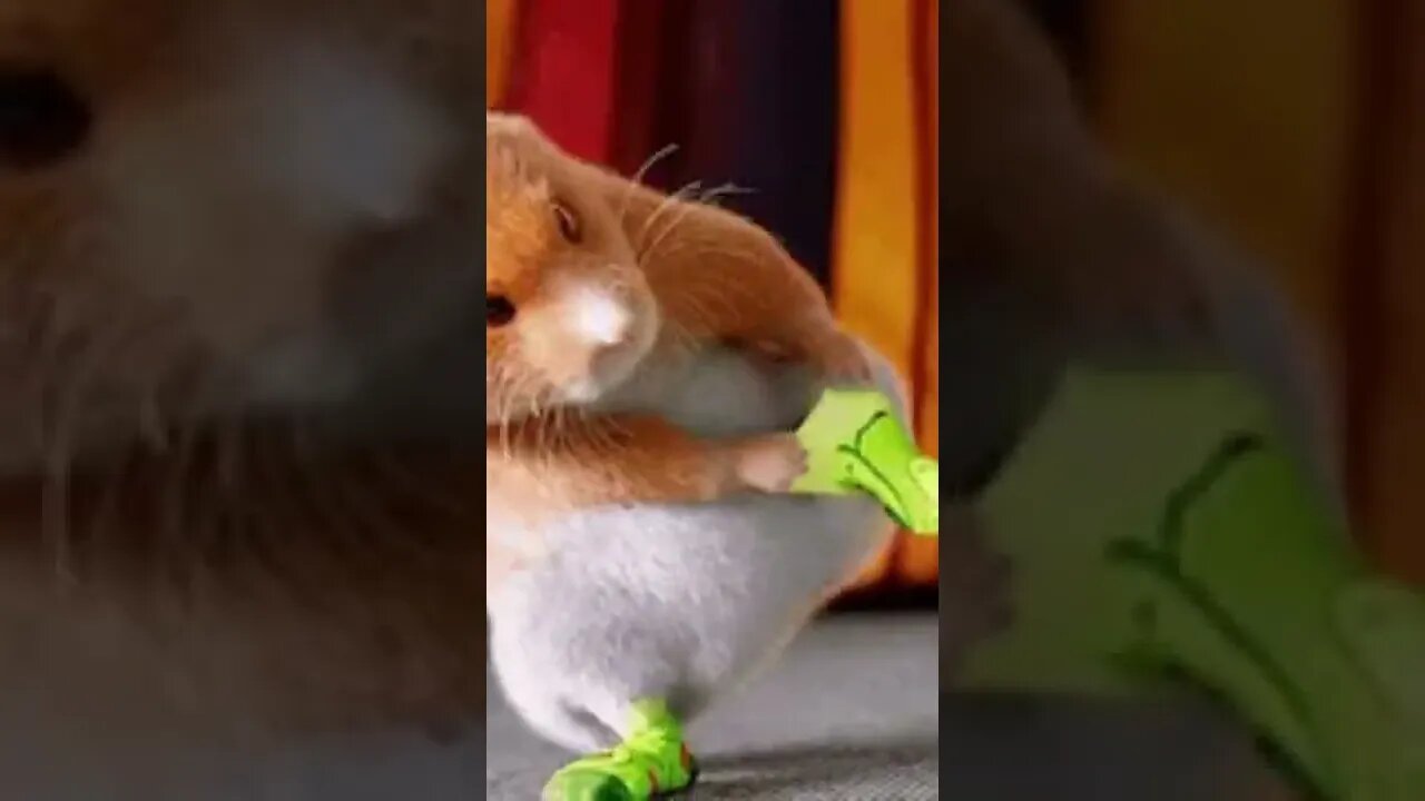 Funny dancing Hamster | Funny cute pets lovers | hamster Dance, #Shorts #hamster #hamsters