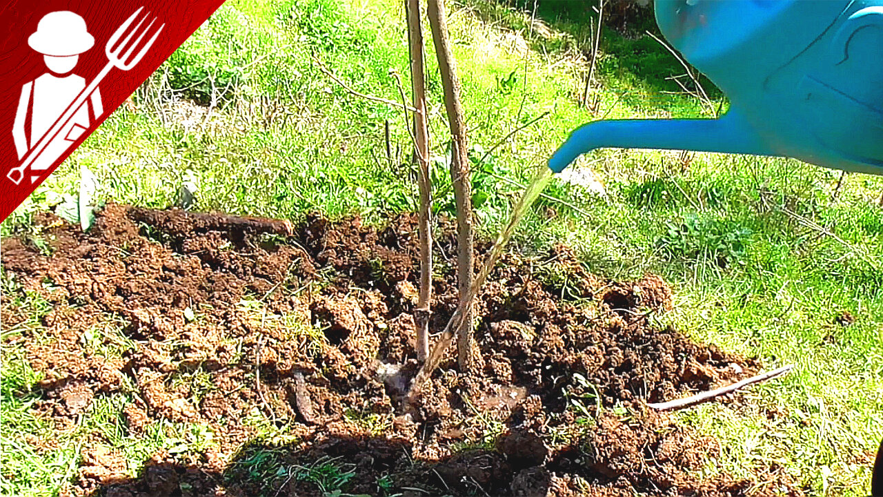 Planting Cherry Tree in Backyard