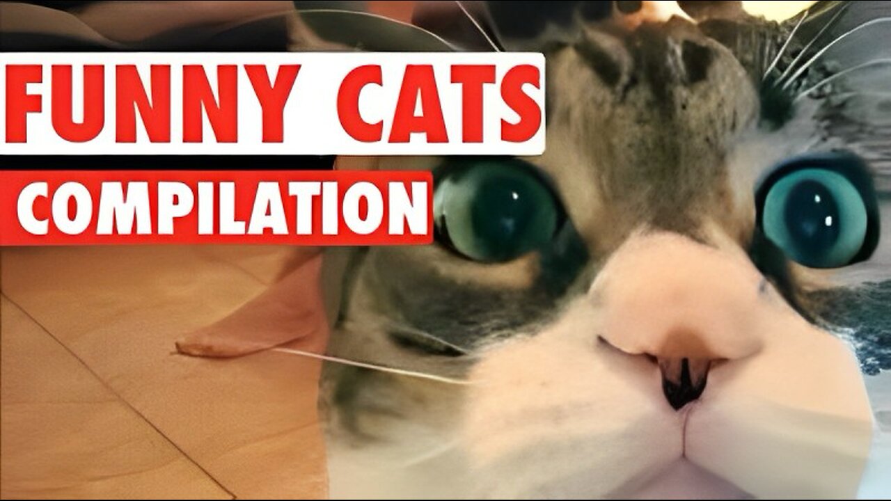 FUNNY CATS COMPILATION #1