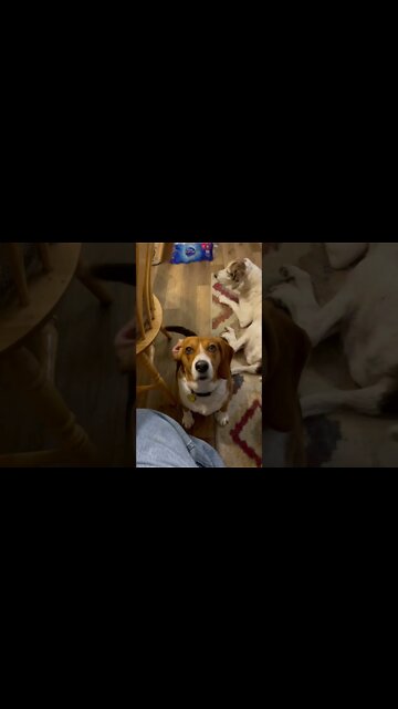 BEAGLE wants a TREAT. I want him 2 SPEAK.