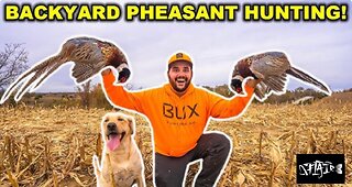 PHEASANT Hunting in my BACKYARD. (Catch, Clean, Cook)