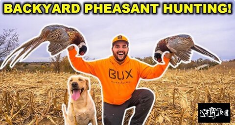 PHEASANT Hunting in my BACKYARD. (Catch, Clean, Cook)