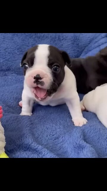 Tough little baby tag🐾🐾your friends 🐶