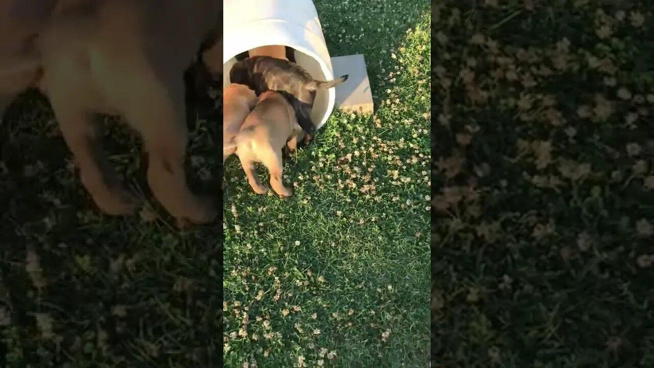 LonelyCreek puppies. From the tunnel to the slide !