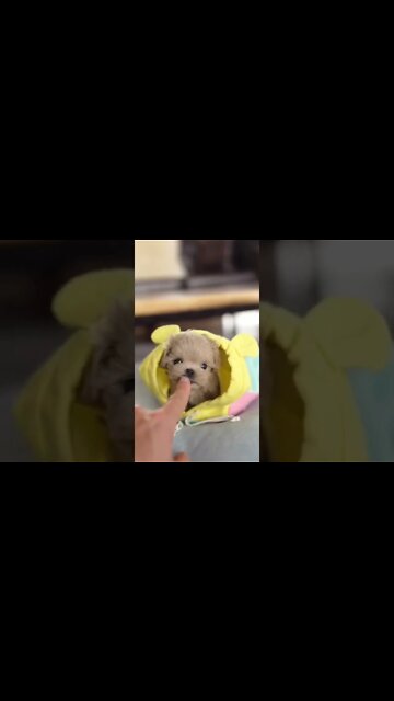 Omg its sooo tiny and so cute, You want him?