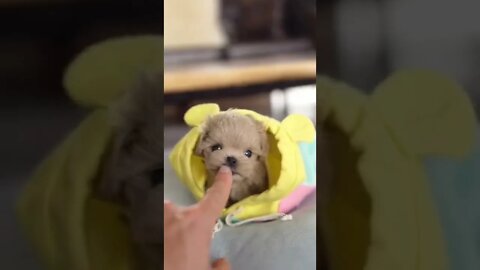 Omg its sooo tiny and so cute, You want him?