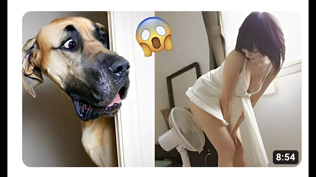 Best Funny Animal Videos 2022 - Funniest Cats And Dogs Video
