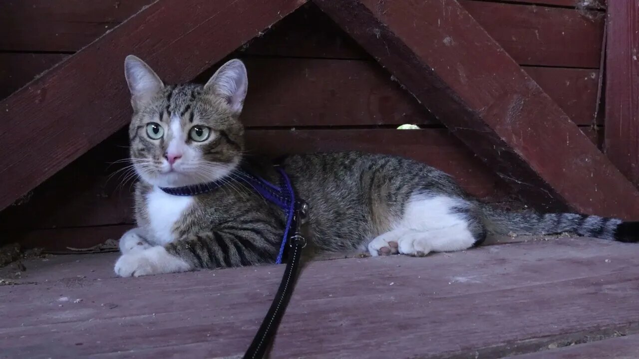 Cat Climbs on a Hunting Tower