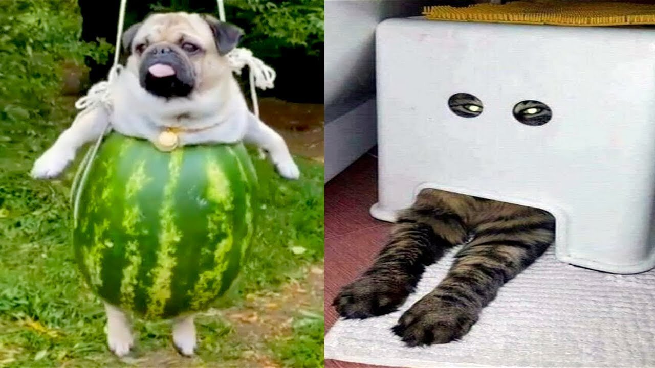 Funniest Animals 🐱🐶