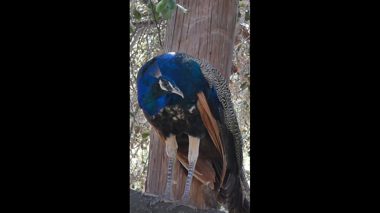 Peacock 🦚 Colorful Visitor To The Yard