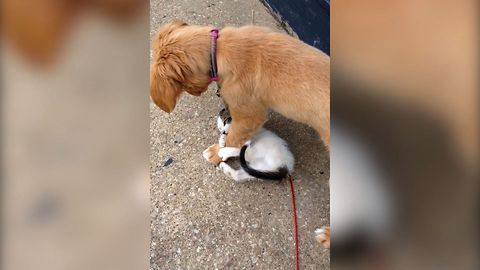 Golden Retriever Finds A New Wrestle Buddy