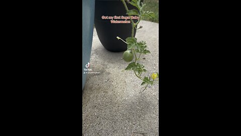 Sugarbaby Watermelon