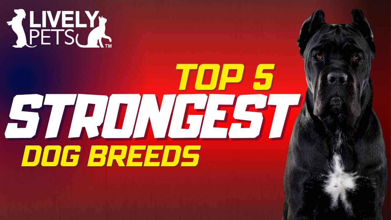 Top 5 Strongest Dog Breeds