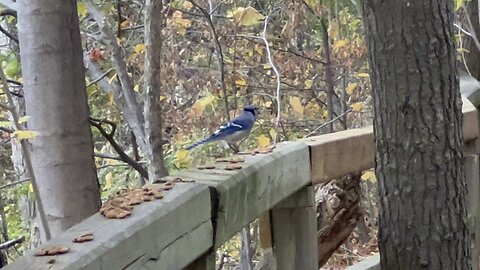 Blue Jay enjoys almonds